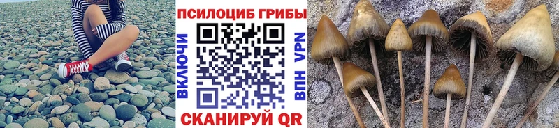 Купить закладки Сосновый Бор Псилоцибиновые грибы Magic Shrooms